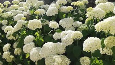 Le Pressoir de Cour la Ville - Foto 5