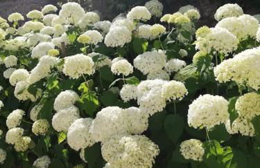 Le Pressoir de Cour la Ville - Foto 5