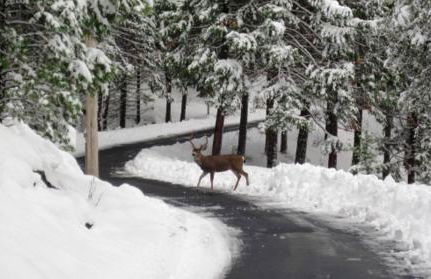 New Luxury 5BR Cabin in Pine Mountain Lake! 1 Minute to Beach! Massage Chair! Close to Yosemite! Perfect for Retreats and Escapes All Seasons! - Foto 79