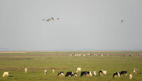 216 große Ferienwohnung Schwalbennest - Foto 5
