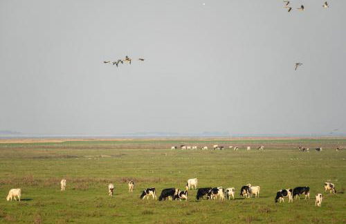 216 große Ferienwohnung Schwalbennest - Foto 5