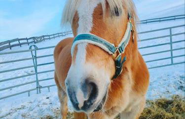 Gospodarstwo Agroturystyczne Kowalowe Wzgórze - Foto 64