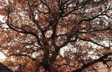 The Little Oak - tiny house with bed on mezzanine & terrace - from 1 to 4 p Disney, Paris & CDG - Foto 39