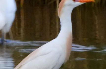 The Lake House on Lake Rosalie - Foto 37