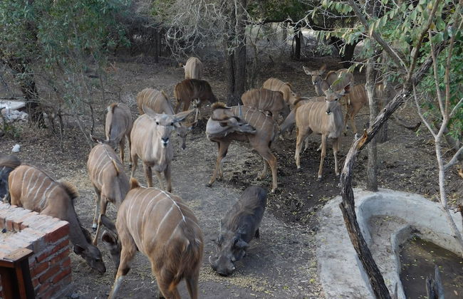 Hout Huisie Wooden House Self Catering Africa Bush Vacation In Marloth Park - Foto 19