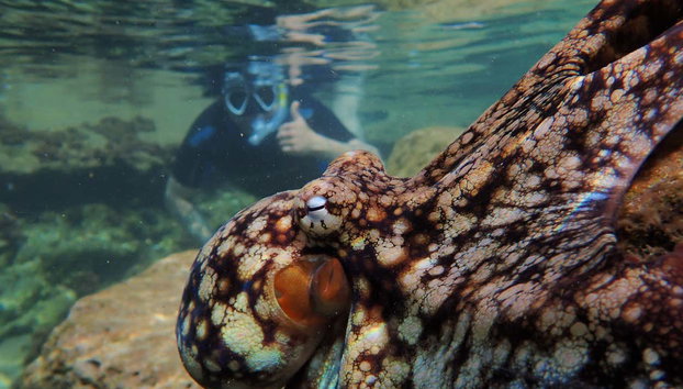 Snorkel en Porto Santo - Foto 2, La mejor manera de explorar las aguas de Porto dos Frades