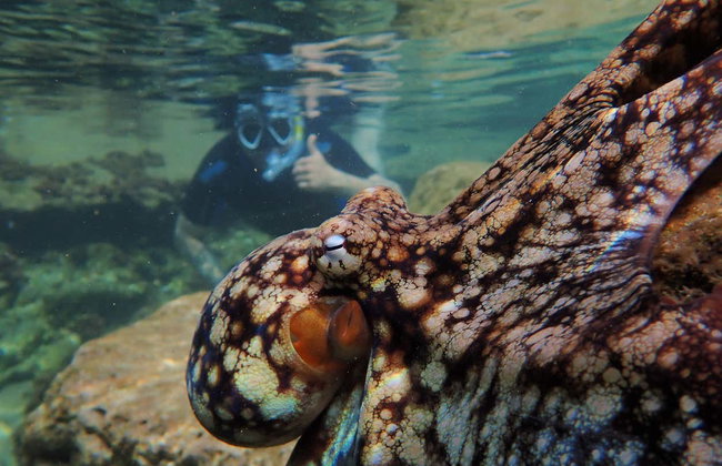 Snorkeling à Porto Santo - Foto 2