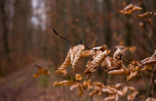 Hof am Horn - Fewos in der Natur - Photo 44