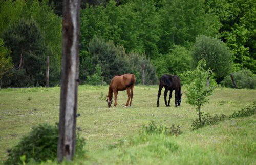 Agroturystyka w Dolinie Raty - Foto 7