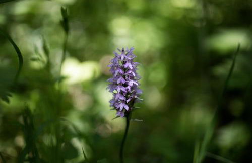 WaldResort - Am Nationalpark Hainich - Foto 49