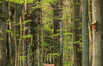 Zielony apartament z widokiem na jezioro - Foto 28