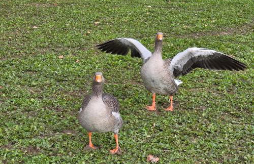 Belle Quercynoise piscine jacuzzi partagés - Foto 65