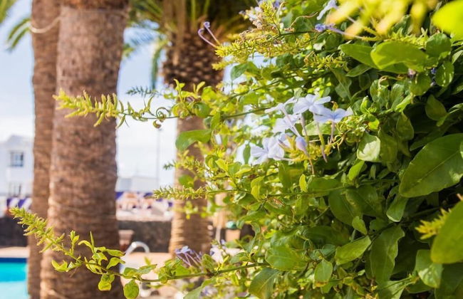 Apartamentos Los Tulipanes - Photo 59