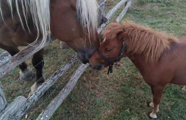 eco nature, gite à la ferme - Foto 12
