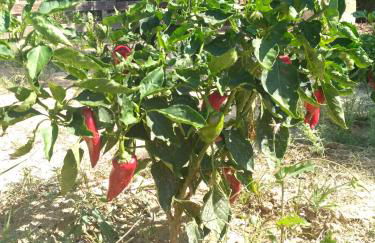 Eden Garden Luxury Loft near Knossos - Photo 47