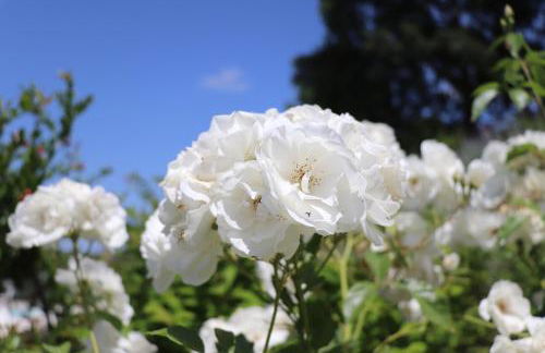 La Corte dei Banchetti - Foto 38