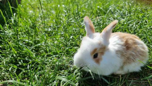 Siedlisko Szymonka - Foto 4