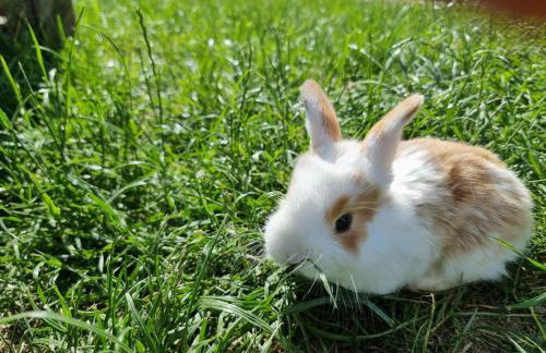 Siedlisko Szymonka - Foto 4