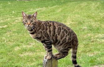 Apartment by Interhome - Foto 40