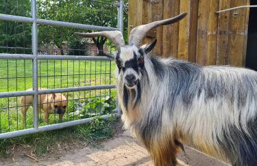 Gutshof Kämmerich - Fewo Storchennest - Foto 8