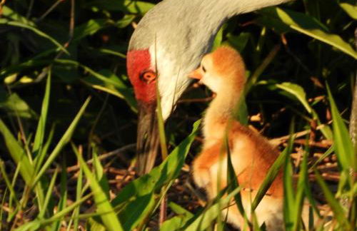 The Lake House on Lake Rosalie - Foto 27