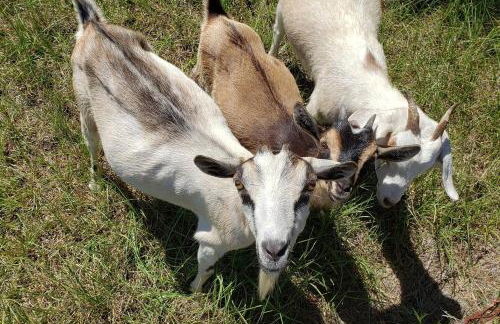 Little Ridge Ranch-East House Quiet Country Getaway-Pet Friendly! - Foto 42