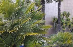 Spiaggia Serena - con giardino e box a 10 mt dal mare - Foto 4