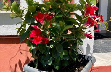 Dielino Amazing Sunset View - Foto 4