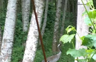 Dom w Sąpach - Foto 62