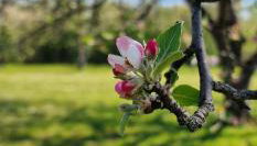 Relax House Samardzic - Foto 3, Garden, Garden view