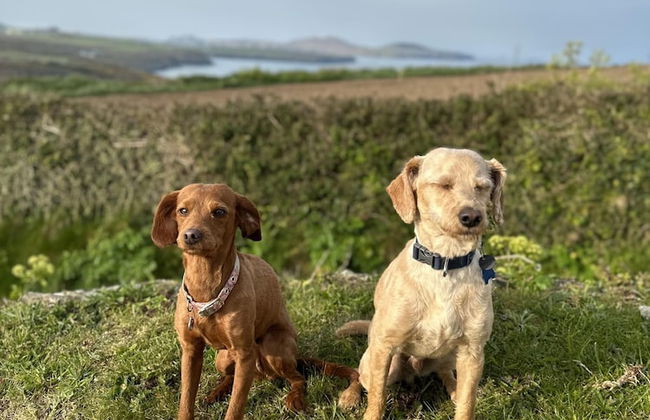 Swn y Môr - 1 Bedroom Cottage - Whitesands - Foto 14