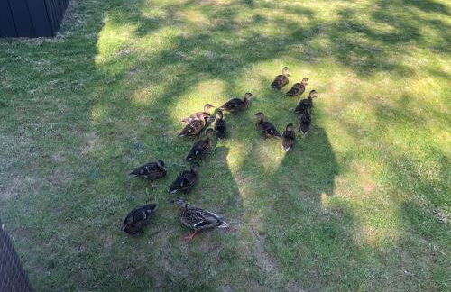 Woodland View Retreat - Luxury Stay, Endless Fun - Foto 10