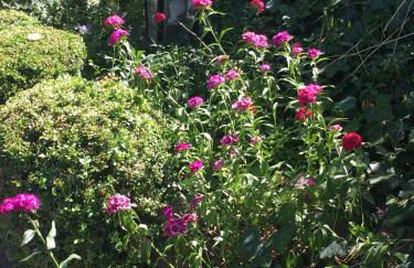 Fewo Angermünde - Henriettenhof - Foto 19