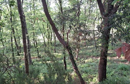 casa con bosco e vista mare - Foto 35