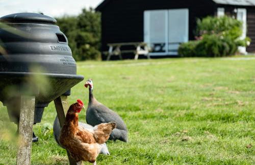 Dolphin Lodge - Photo 26