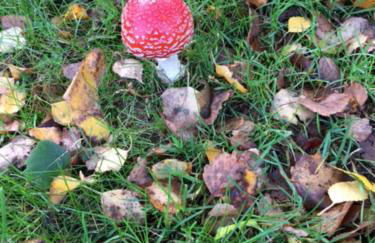 Ferienwohnung Tante Lise - Foto 74