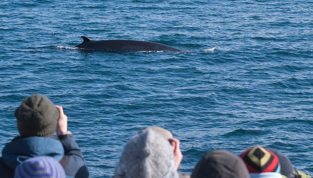 Whale Watching in Big Boats - Photo 2