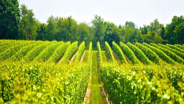 Escursione enologica di un'intera giornata al Monte Tamborine da Brisbane - Foto 2