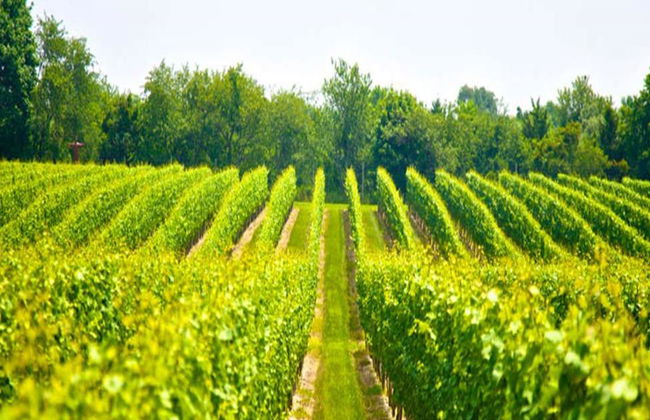 Escursione enologica di un'intera giornata al Monte Tamborine da Brisbane - Foto 2