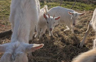 Pension Müllers Mühle - Foto 4