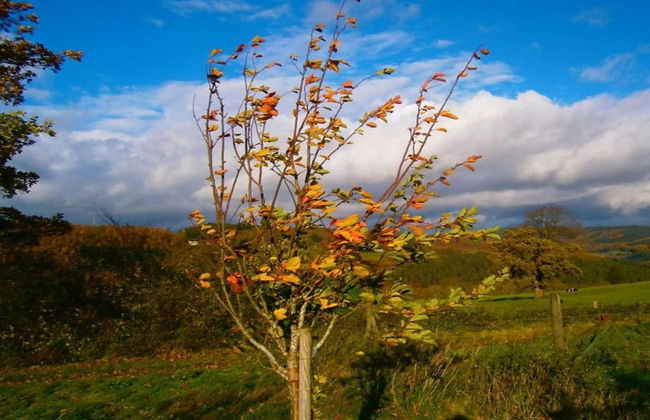Cozy Chalet in Trois Ponts near Forest - Foto 41