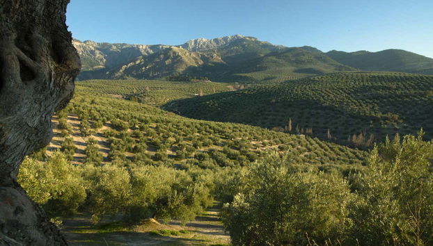 Visita a un olivar y una almazara + Cata de aceites - Foto 2