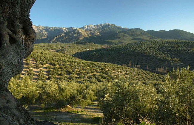 Olive Grove & Oil Mill Tour + Tasting - Photo 2