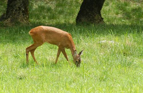 Appartamenti Vacanze Casa Marilleva - Foto 45