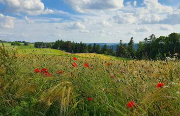 Gemütliche Ferienwohnung mit Terrasse, im Schwarzwald - Foto 31