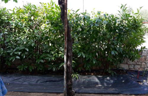 Politimis house - Foto 36