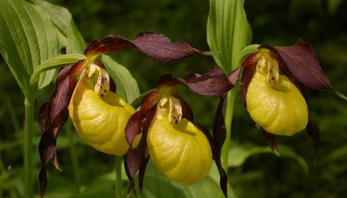 les Jéhans - Foto 4