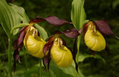 les Jéhans - Foto 4