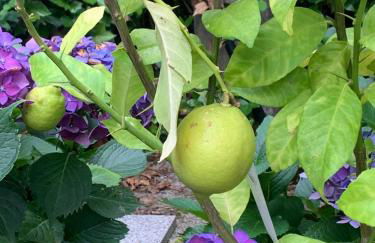 Casa Otilia - Rural - Camino de Santiago - Arzúa - Foto 46
