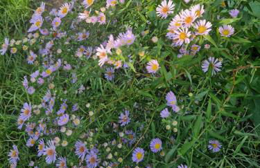 Märchenhaft urlauben auf dem Alpakahof - Foto 80